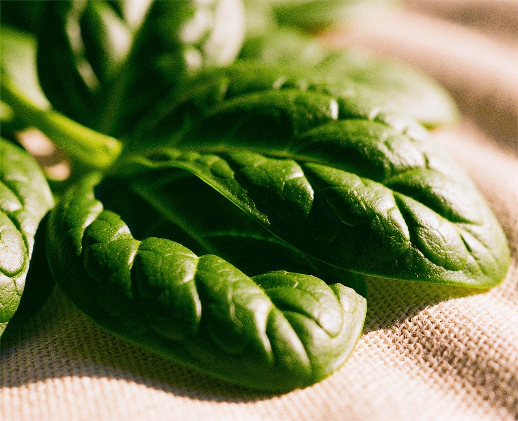 Backlit spinach leaves focus